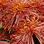 Хризантема  "Zuki" (низкорослая крупноцветковая)