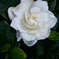 Гардения жасминовидная "Fortune" (Gardenia jasminoides)