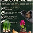 Глоксінія "Violacea" висота 20см купить