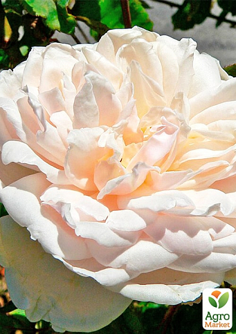 Троянда плетиста "Мадам Альфред Карр'єр" (саджанець класу АА+) вищий сорт - фото 5