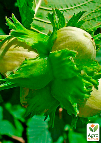 Фундук "Барселонський" (перехресне запилення, садити по 2 шт) - фото 4