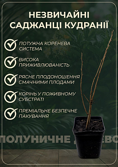 Эксклюзив! Клубничное дерево (кудрания) насыщенно красное "Нанака" (Nanaka) (премиальный сорт, обладает вкусом спелой хурмы)29