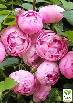 Роза в контейнере полиантовая "Morsdag Pink" (саженец класса АА+)2