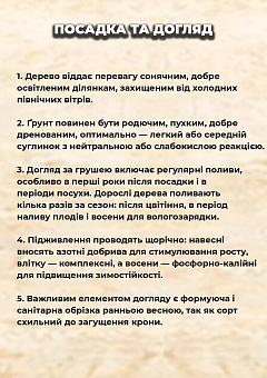 Ексклюзив! Груша "Зимовий Неліс" (Winter Nelis) (преміальний зимовий сорт, пізній термін дозрівання)2