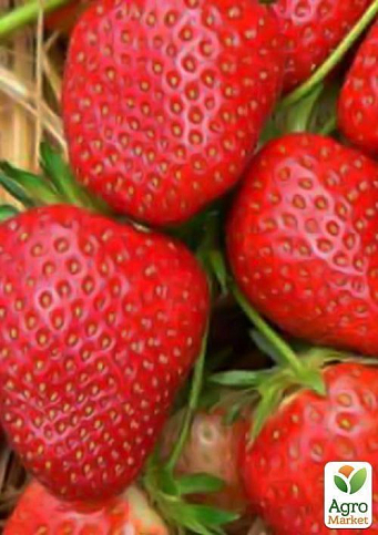 Полуниця "Мальвіна" (Malwina) (пізній термін дозрівання) - фото 6