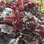 Гейхера (Heuchera) "Heuchera Emperor`s New Clothes Purple" 