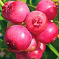 Голубика (черника садовая) 2 года "Пинк Лимонад" (Pink Iemonade) С1.5  высота 40-50см цена