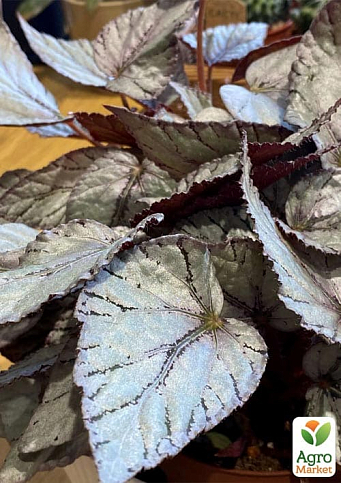 Бегония королевская REX "Silver Leaves" 20-30см