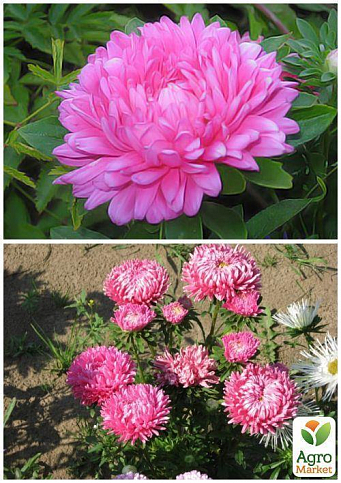 На развес Астра пионовидная розовая ТМ "Весна" цена за 1,5г - фото 2