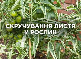Скручування листя у рослин: причини, помилки догляду та рекомендації | Agro-market
