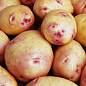 Картопля "Вентана" насіннєва середньостигла (1 репродукція) 1кг