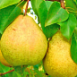 Груша "Жозефина" (зимний сорт, поздний срок созревания)
