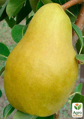 Груша "Яблунівська" (зимовий сорт, пізній термін дозрівання) - фото 5