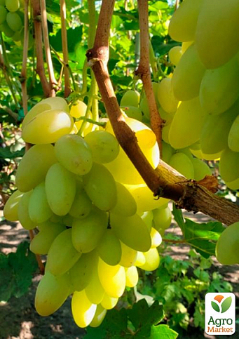 Виноград "Белая Акация" (ранний  крупный виноград с сочной хрустящей мясистой ягодой) - фото 2