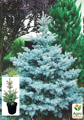 Ель колючая голубая "Супер Блю" (Picea pungens "Super Blue") С10  высота 80-100см