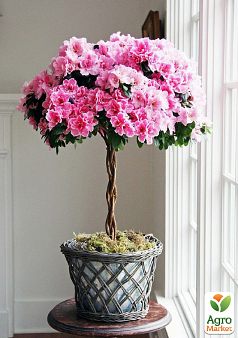 LMTD Рододендрон на штамбе цветущий 3-х летний "Bicolor" (40-60см) - фото 6