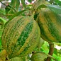 Лайм вариегатный "Tahiti Variegata" (очень сочный, ароматный плод)