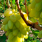 Виноград "Белая Акация" (ранний  крупный виноград с сочной хрустящей мясистой ягодой) купить