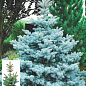 Ялина колюча блакитна «Супер Блю» (Picea pungens «Super Blue») S10 висота 80-100см