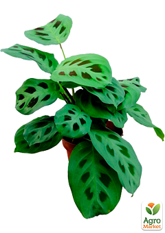 Маранта "Kerchoveana"1
