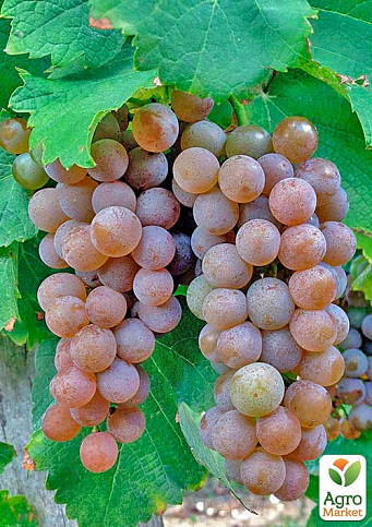 Виноград "Совиньон Гри" (винный сорт, средний срок созревания) - фото 2