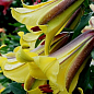 Лілія Трубчаста «Golden Splendour»