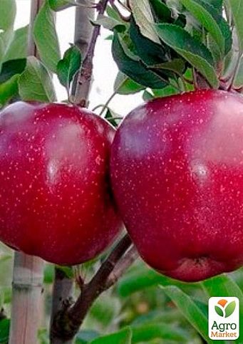 Яблуня "Чорний Принц" (зимовий сорт, средньо-пізній термін дозрівання) - фото 2