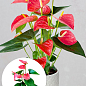 Антуриум (Anthurium) "Shell Coral" высота 20-30см