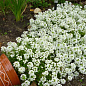 Алиссум (Лобулярия) "Wonderland White" 