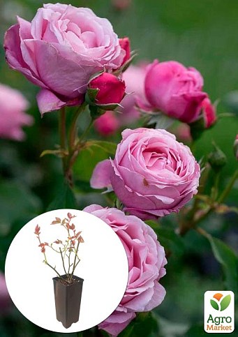 Троянда чайно-гібридна "Дітер Мюллер" у контейнері, вищий сорт