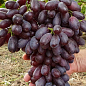 Виноград "Князь Трубецькой" (велика довга ягода з тонкою шкіркою)