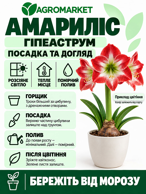 Гіппеаструм махровий "Double Dream" (Амариліс)