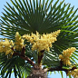 LMTD Трахікарпус (Trachycarpus Fortunei) висота 130-140см