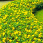 Звіробій чашечковидний (Hypericum calycinum)