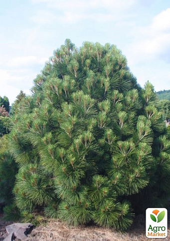 Сосна Джеффри "Pinus Jeffreyi" ( горшок P9) - фото 3