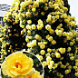 Троянда плетиста "Казино" (саджанець класу АА +) вищий сорт
