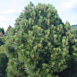 Сосна Джеффрі "Pinus Jeffreyi" (горщик P9) цена