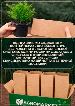 Мирт 2-х річний "Hymen"28