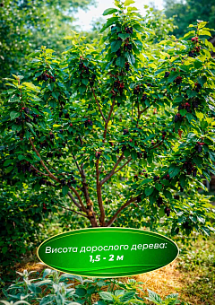 Эксклюзив! Шелковица блестящая "Герарди Дварф" (Gerardi Dwarf) (летний сорт, средний срок созревания)3
