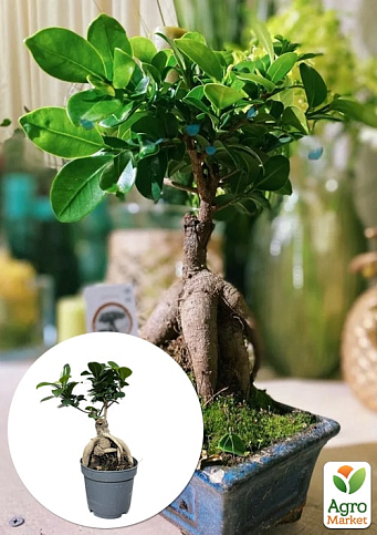 Бонсай "Ginseng"