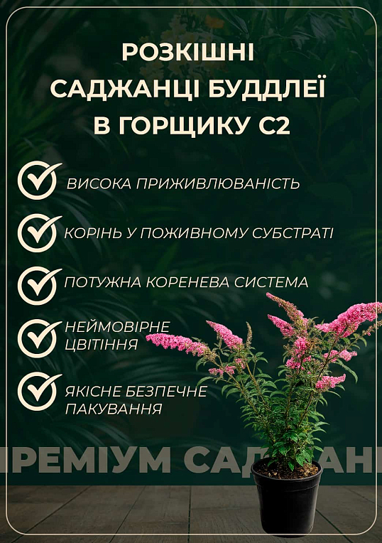 Буддлея 3х-летняя "Little Rockstars White" С3, высота 30-50см