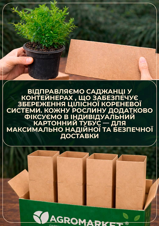 Мирт 2-х летний "Hymen" - фото 4