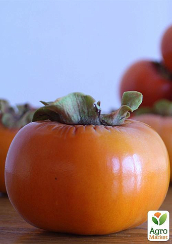 Хурма на виргинском морозостойком подвое "Королек" высший сорт! - фото 9