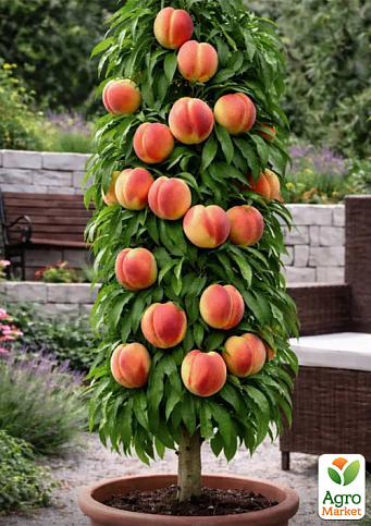 Персик колоноподібний "Бебі Голд" (морозостійкий сорт, медовий післясмак, середній термін дозрівання)