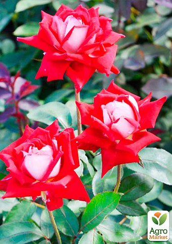 Роза мелкоцветковая (спрей) "Ruby Star" (саженец класса АА+) высший сорт - фото 2