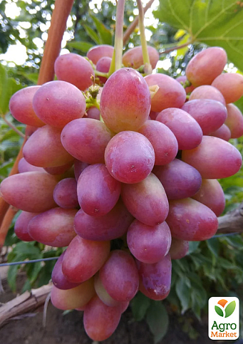 Виноград "Есаул" (средний срок созревания, высокая транспортабельность) - фото 4