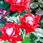 Роза мелкоцветковая (спрей) "Ruby Star" (саженец класса АА+) высший сорт купить