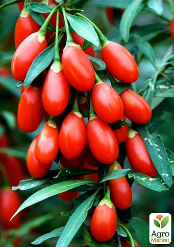 Годжи "Корнан биг" (перекрестное опыление, садить по 2 шт) - фото 6