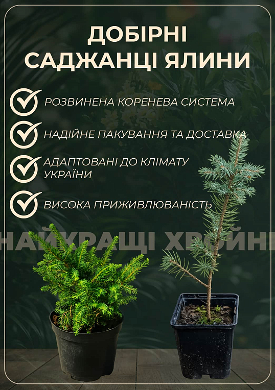 Ялина канадська сиза "Rainbows End" - фото 2