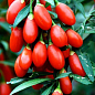Годжи "Корнан биг" (перекрестное опыление, садить по 2 шт)